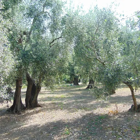 In Con Giardino Pizzomunno Vieste